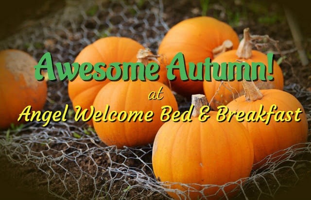 Pumpkins on a Background of Barbed Wire 