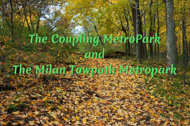 Wooded trail with fallen autumn leaves on the dirt trail